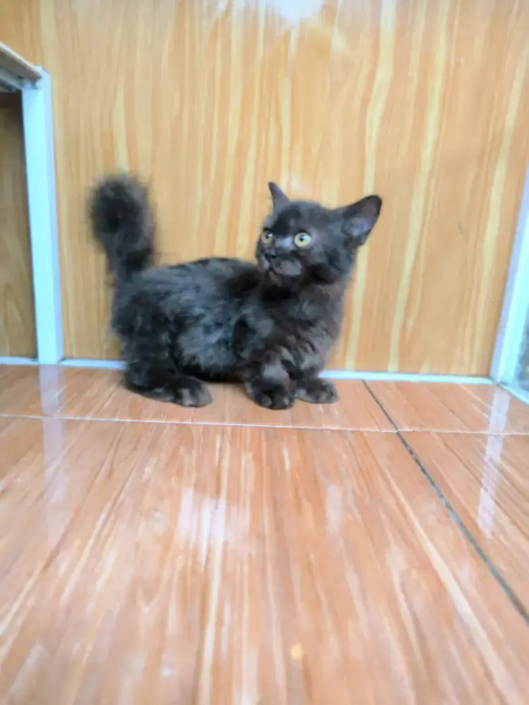 Kucing Munchkin