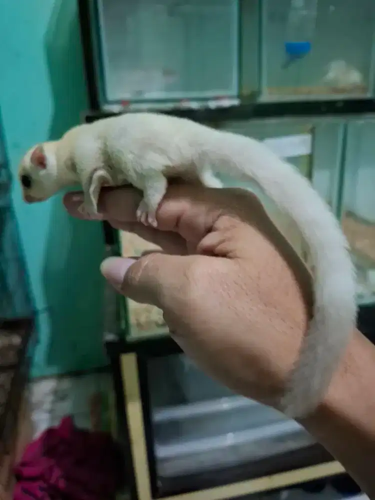 Sugarglider creamino