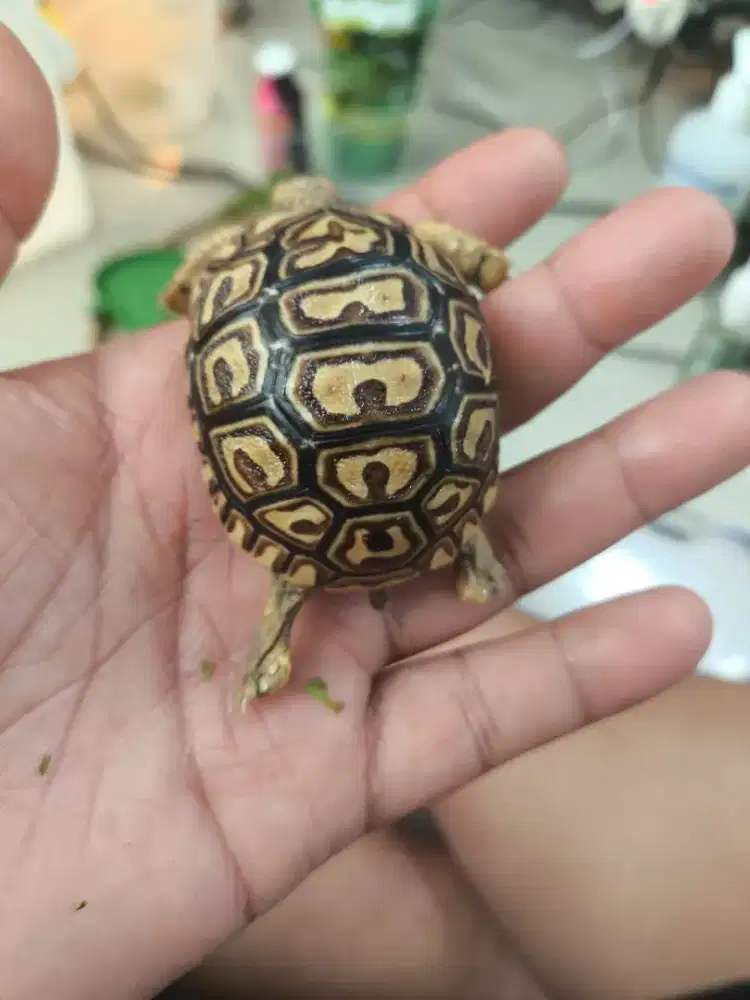 Pardalis baby cb Indo 5 cman