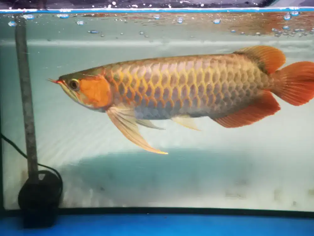 Arowana super red 47 cm up