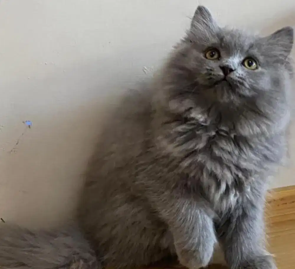 Kucing kitten British Longhair female super