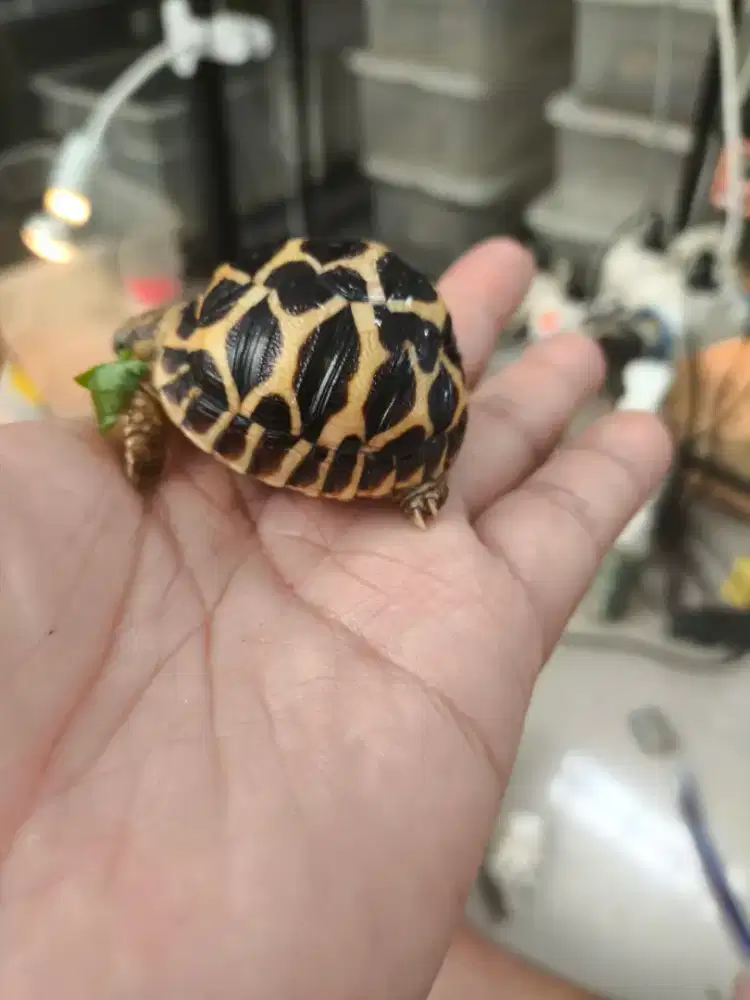 Kura Indian star size 4 cm