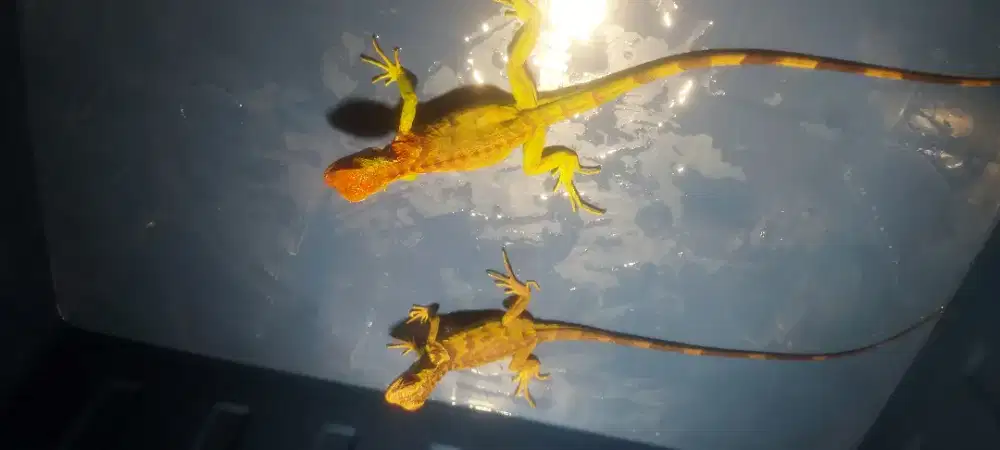 baby red iguana