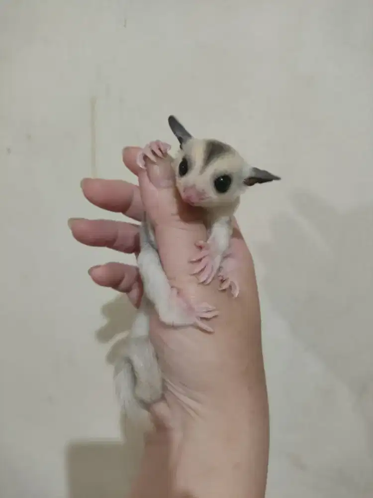 Sugar Glider Moza Jantan Mozaik Mozaic Jinak Joey