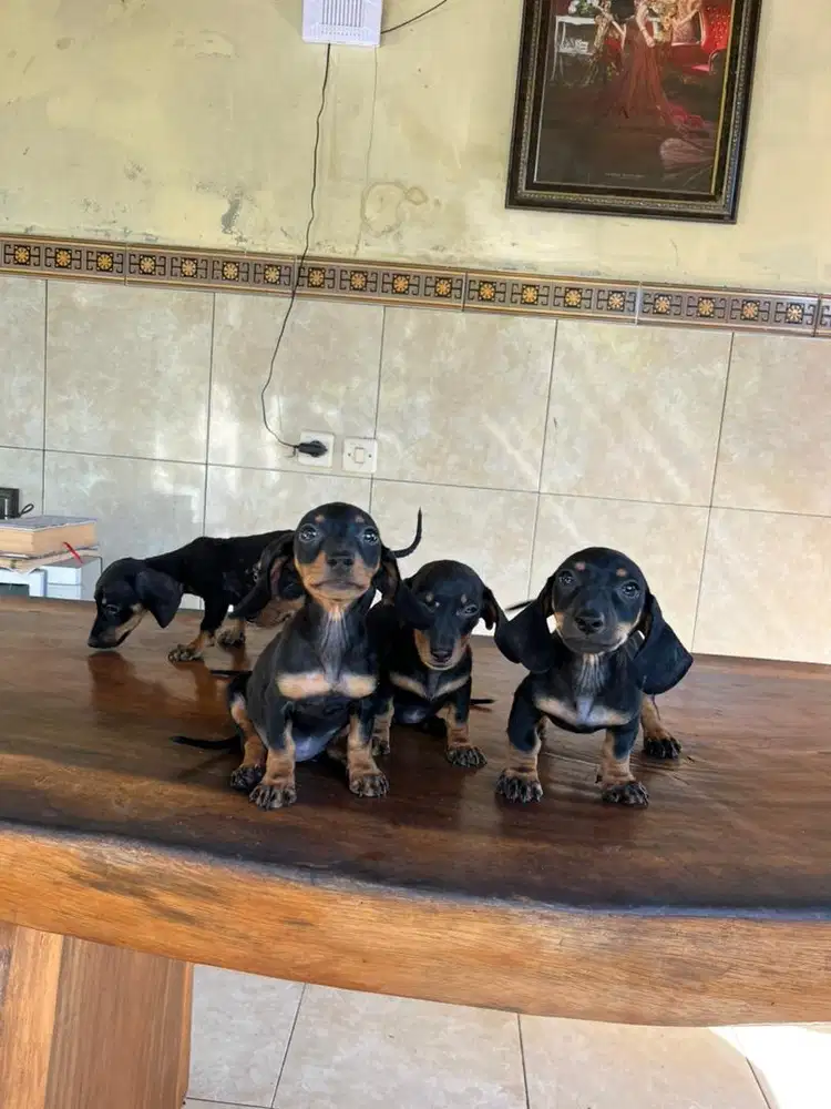 tekel blackthen betina