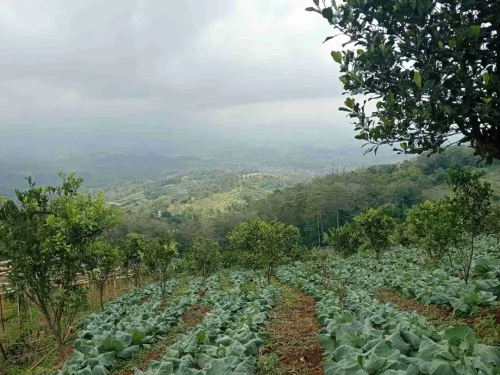 Dijual Tanah Sangat Subur di Pasirjambu Ciwidey