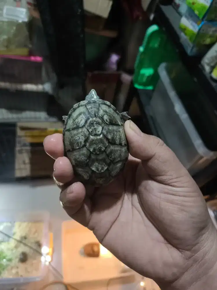 Kura stink pot 7 cman