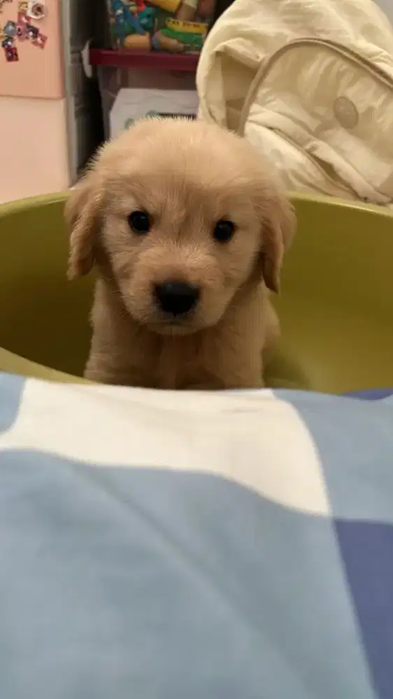 Anakan Golden asli 1,5 bulan