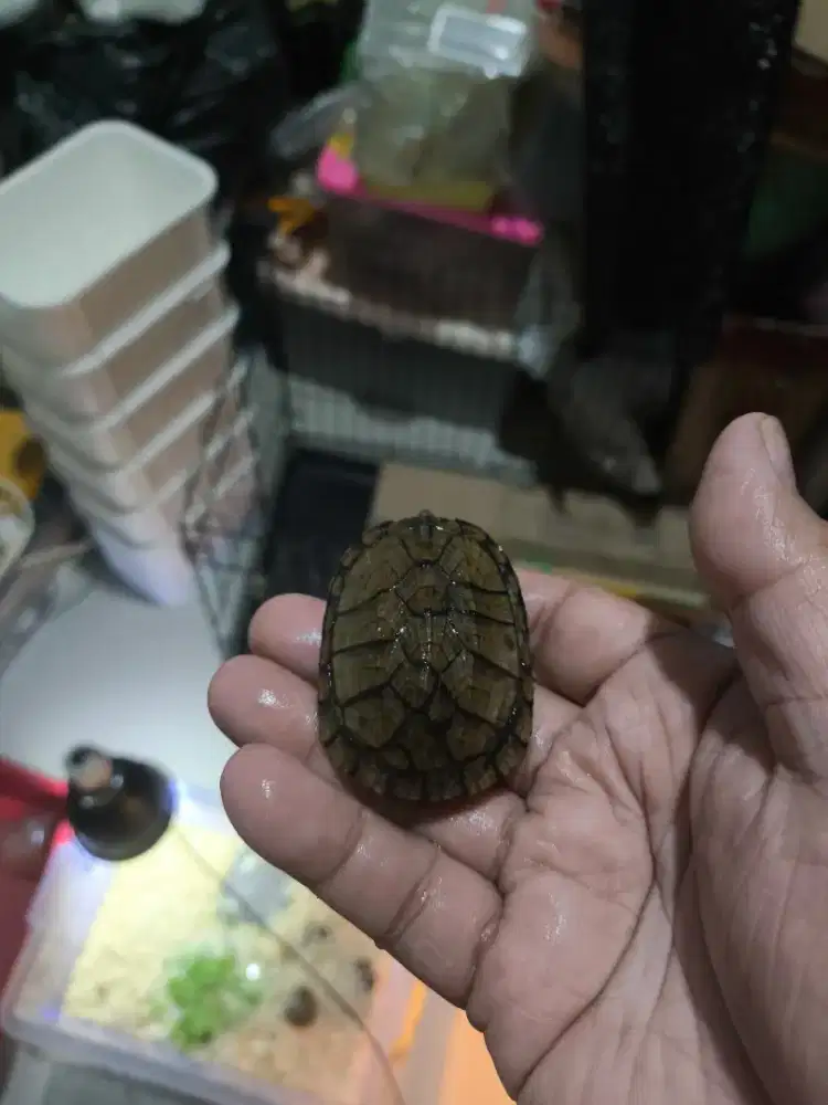 Red checked turtle 5 cman
