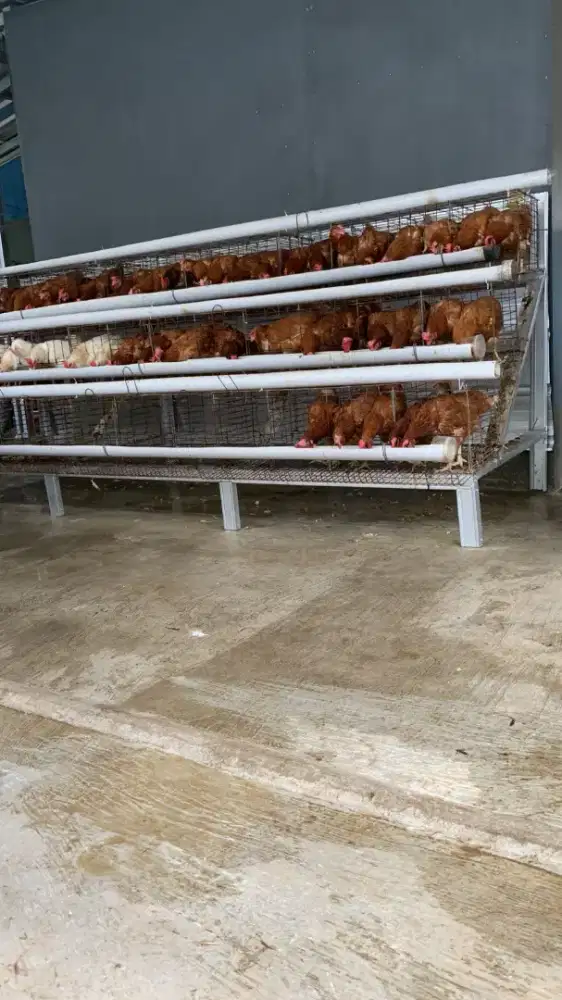 Kandang ayam petelur fullset + ayam 36 ekor