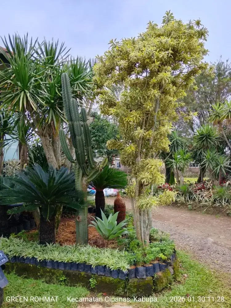 jual tanaman hias - kebun di cipanas
