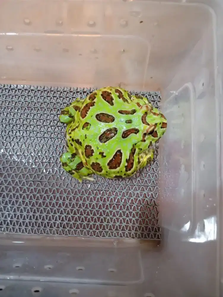 Pacman frog... Warna warni
