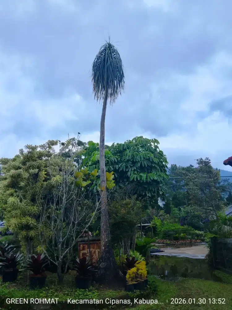 Jual Tanaman Hias - Kebun Di Cipanas