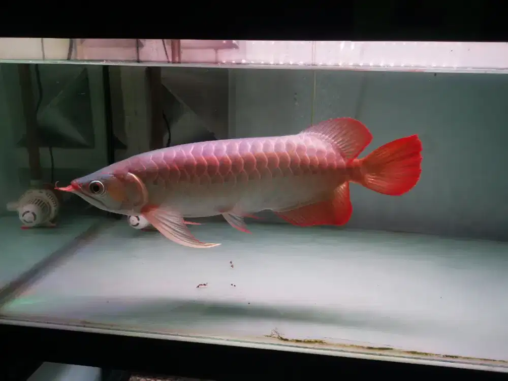 Arowana super red 37 cm