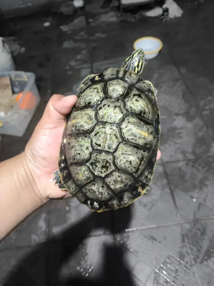 Penisulla cooter 14-15 cm