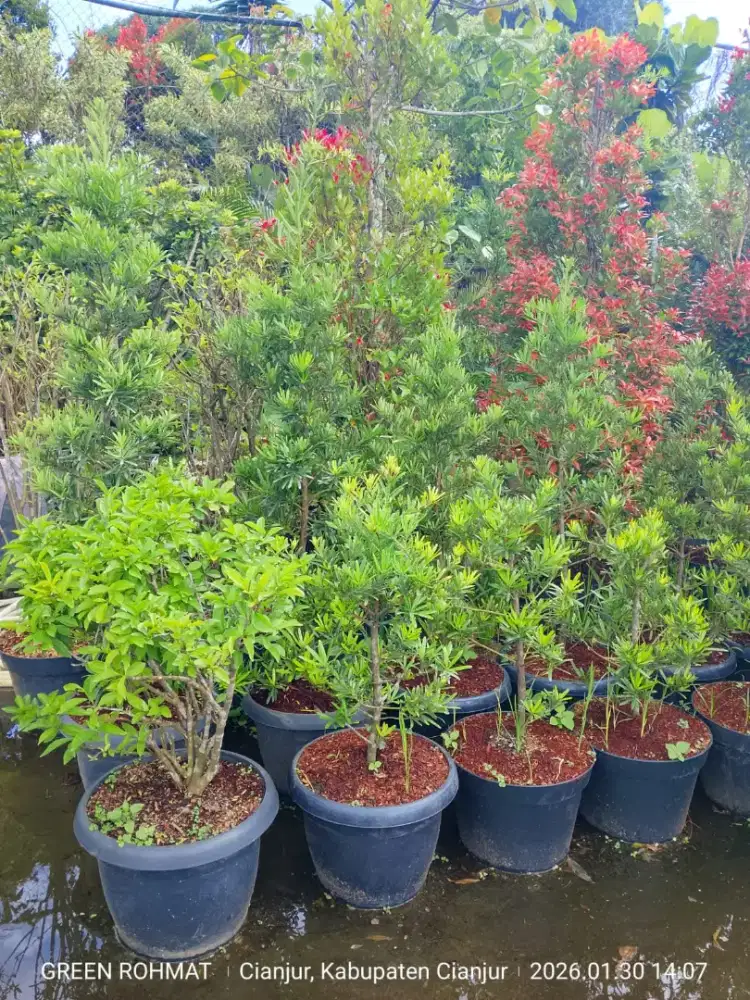 jual tanaman hias - kebun di Cipanas puncak