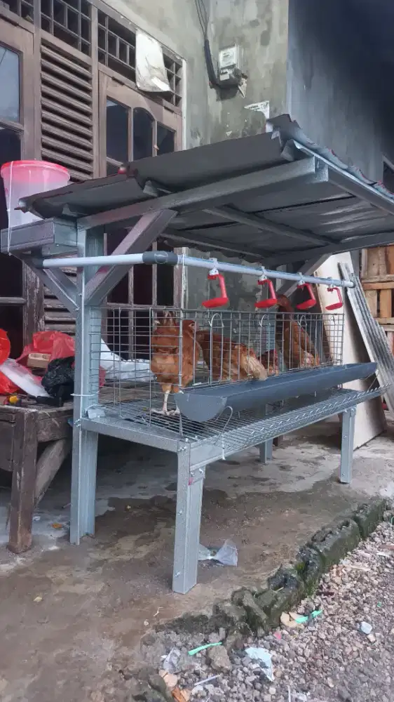 Kandang + ayam 6 ekor fullset