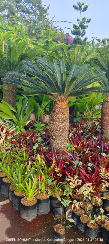 jual tanaman hias - kebun di Cipanas puncak