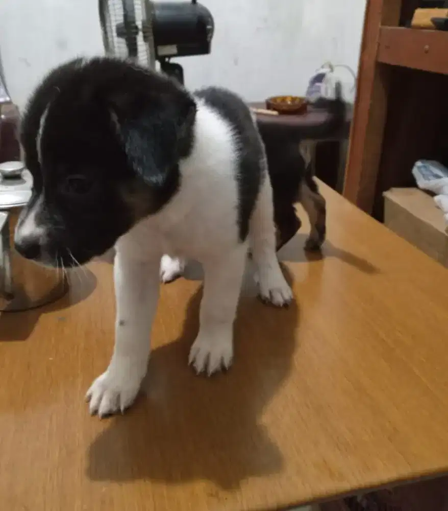 Anjing rumahan jinak