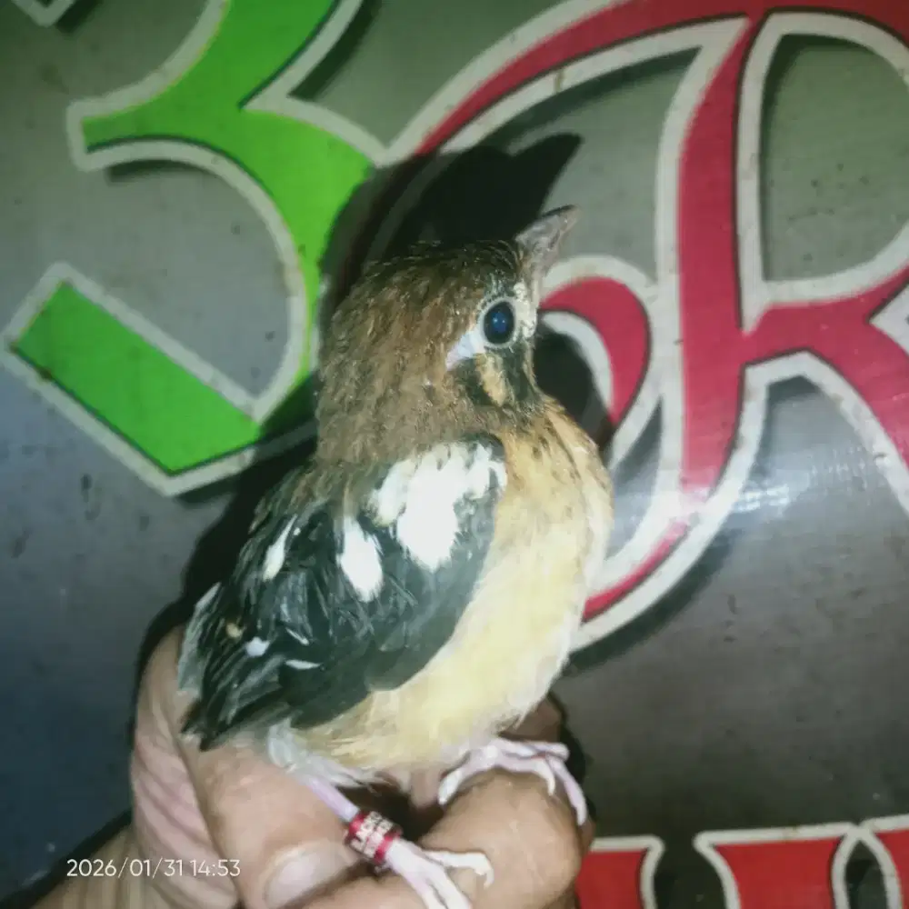 Lolohan anis kembang