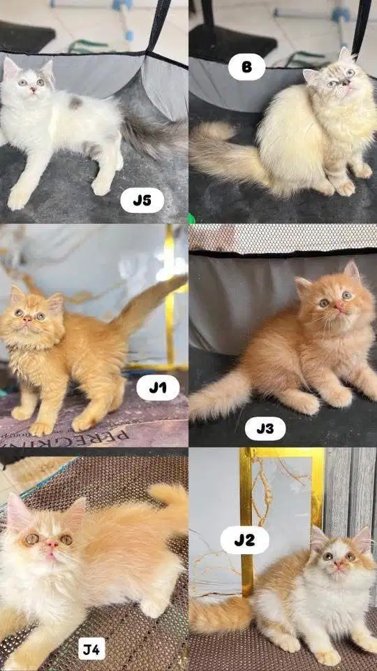 Persia longhair mcm2 pilihan