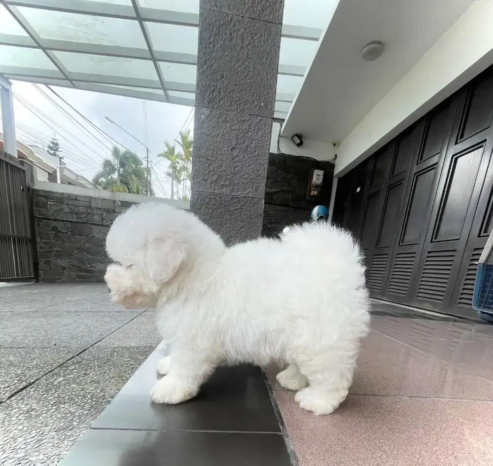 Bichon stambum clear white