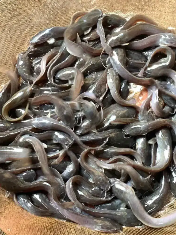 1000 ekor lele 3-4cm paket pembesaran