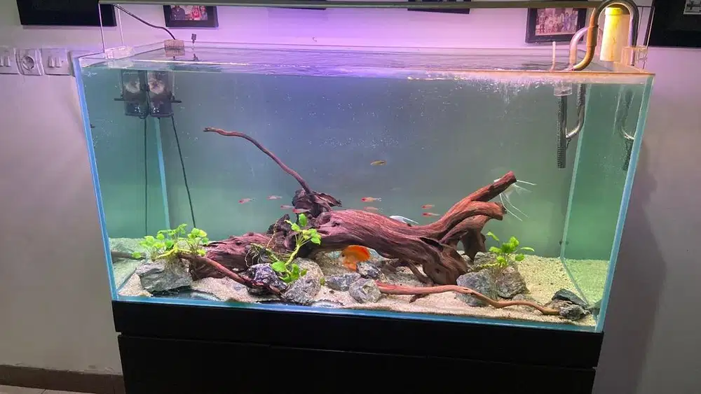 JUAL MURAH SEPAKET AQUASCAPE 120cm