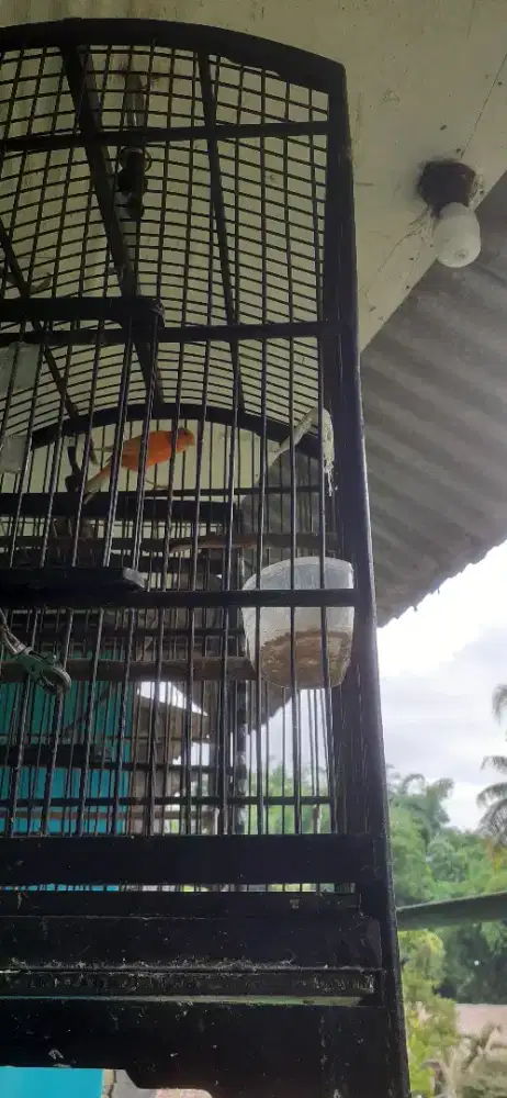 Kenari  loper orange  burja