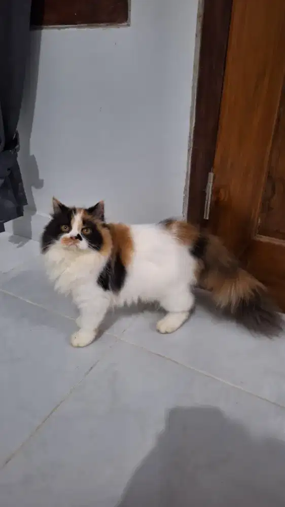 Kucing persia 4 cantik
