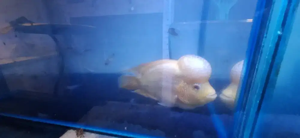 Ikan lohan golden base