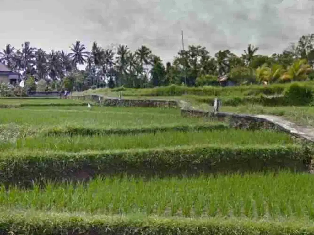 Tanah Langka Full View Sawah & Sunset di Ubud