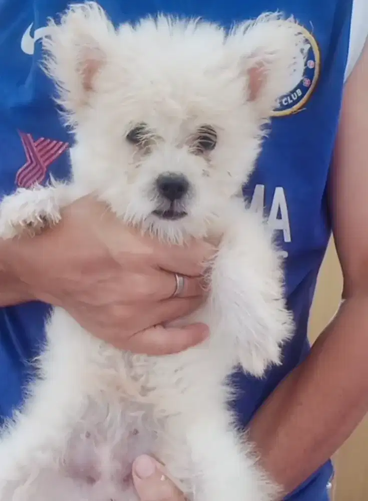 Anak Anjing Maltipom Nett