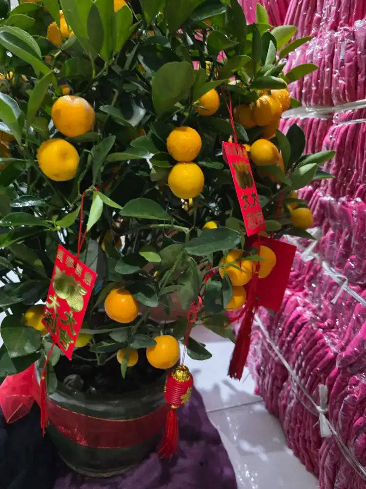 Pohon asli jeruk kimkit buah lebat sesuai foto