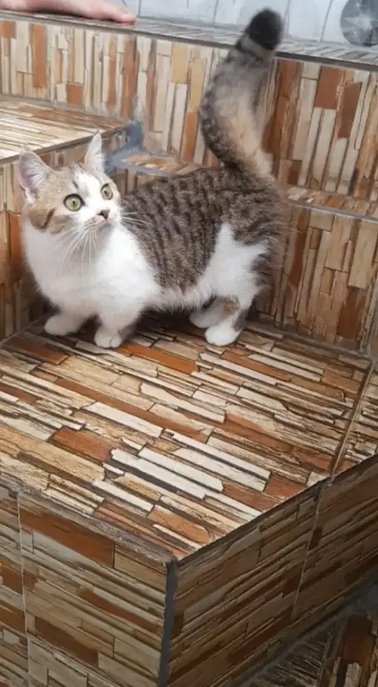 Kucing Munchkin kaki pendek betina