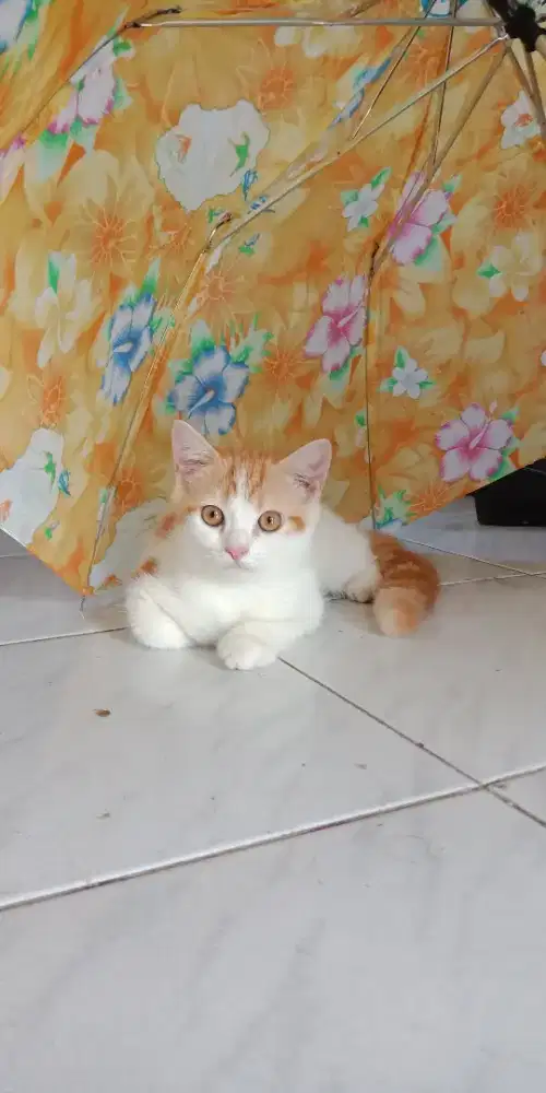 Lepas adopt kitten Ns shorthair betina