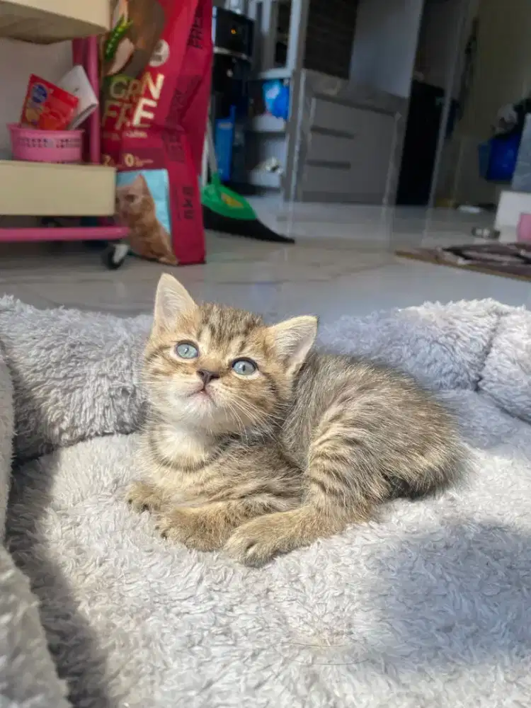 Kucing bsh British Shorthair
