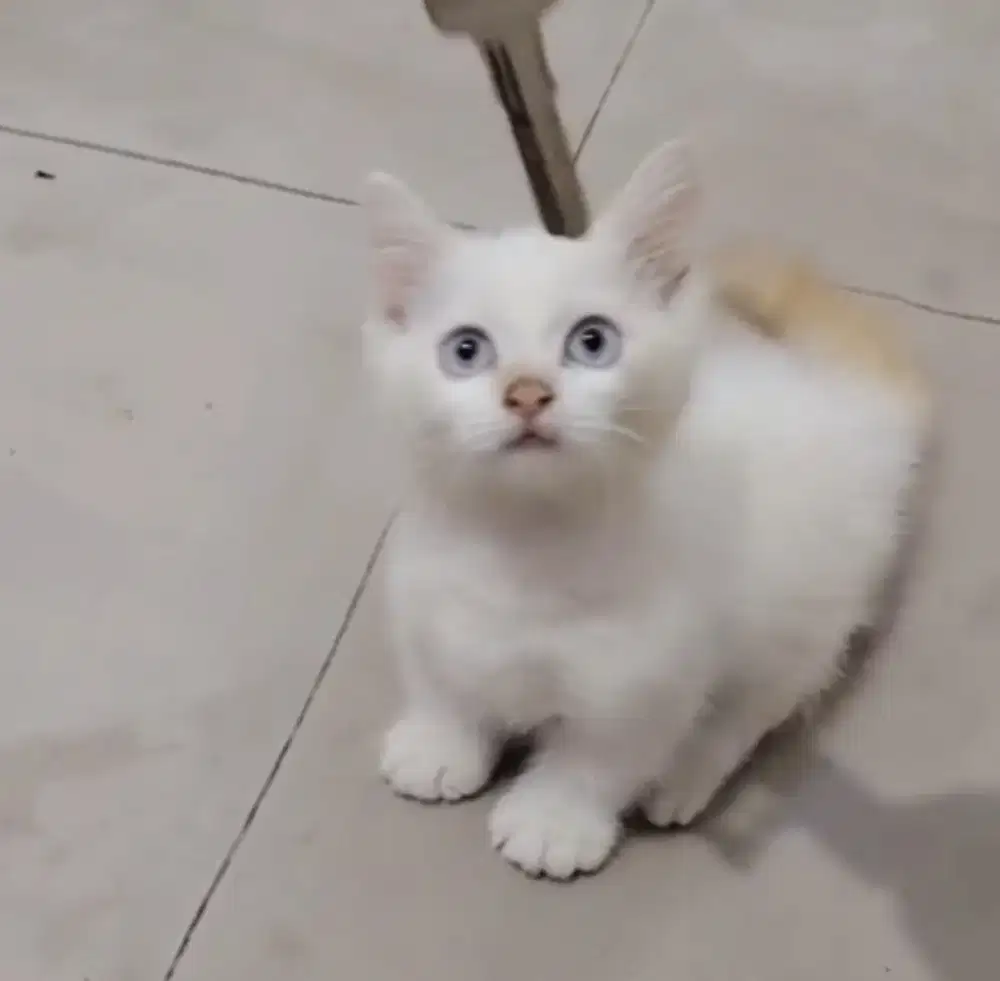 Munchkin Jantan Red Point Blue eyes Mix BSH