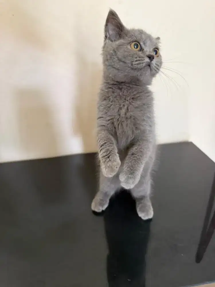 Kucing british short hair