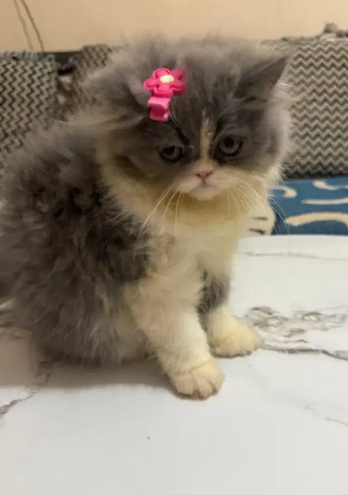 Kucing persia flatnose