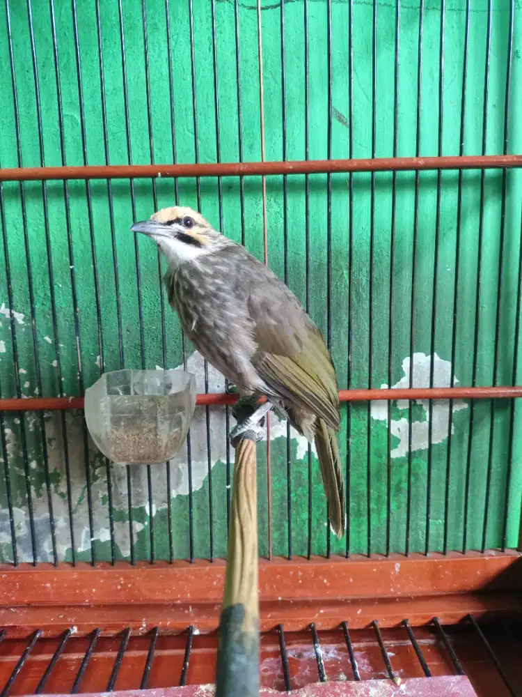 Cucak rowo / cucak rawa