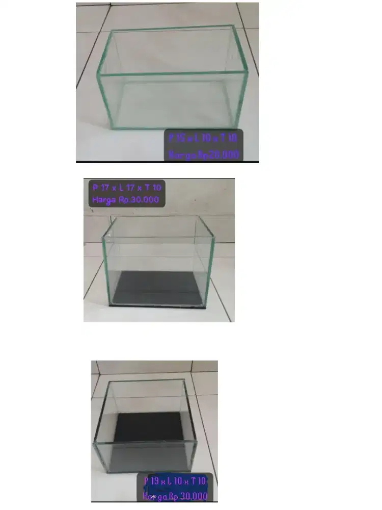 Mini aquarium dan sepasang ikan