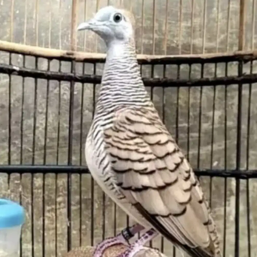 Burung perkutut bangkok