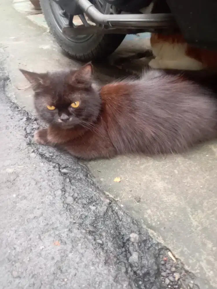 KUCING PERSIA Flatnose Black