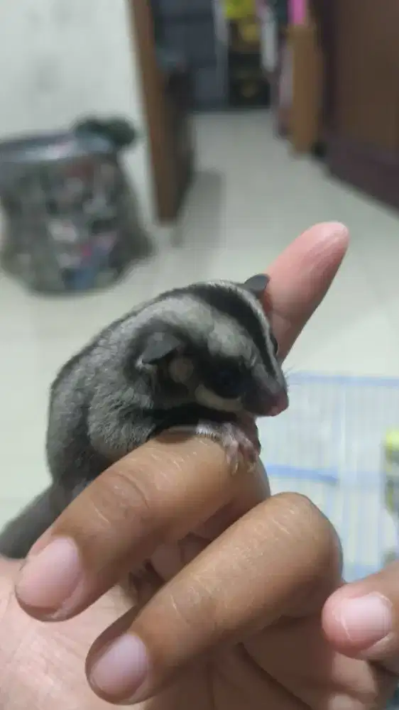 Sugar glider joey