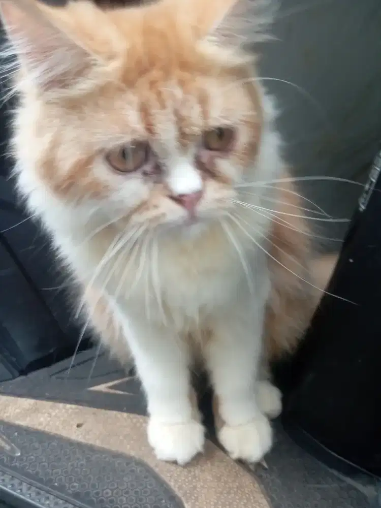KUCING PERSIA Flatnose
