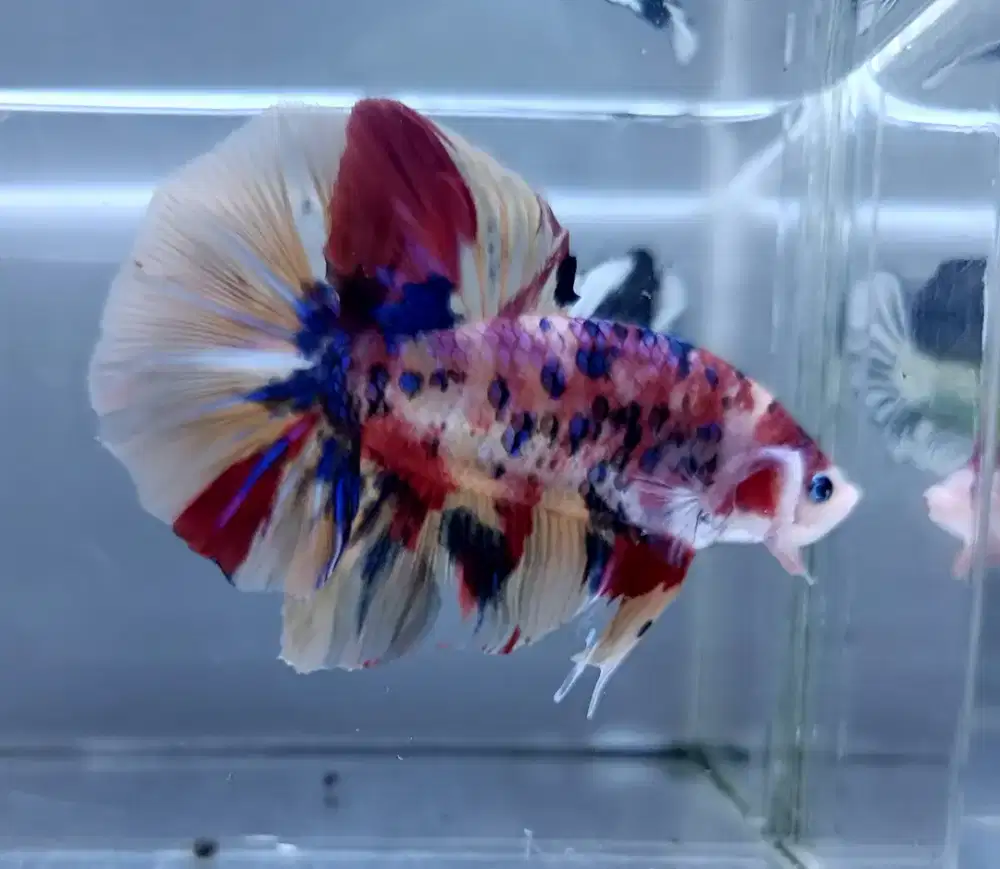 ikan cupang jumbo giant hmpk multi bo 5,5 Cm