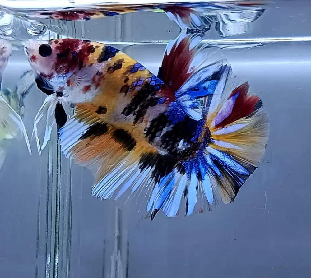 ikan cupang giant yellow base