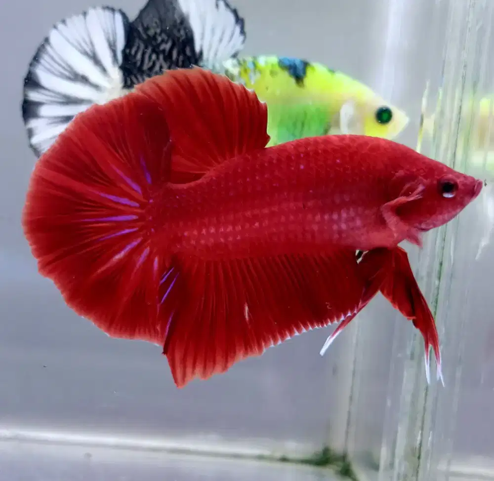 ikan cupang giant super red