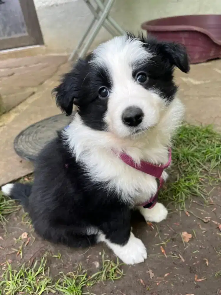 JUAL ANJING BORDER COLLIE PUPPY